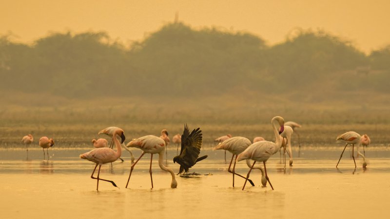 Lesser Flamingo, Greater Flamingo, Western Marsh Harrier, sunset, LRK, Gujrat Death from Above фото превью