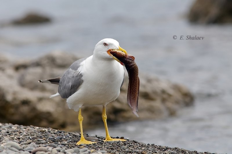 birds,птица,птицы,фотоохота,чайка ,средиземноморская чайка,larus michahellis Рыбак . фото превью