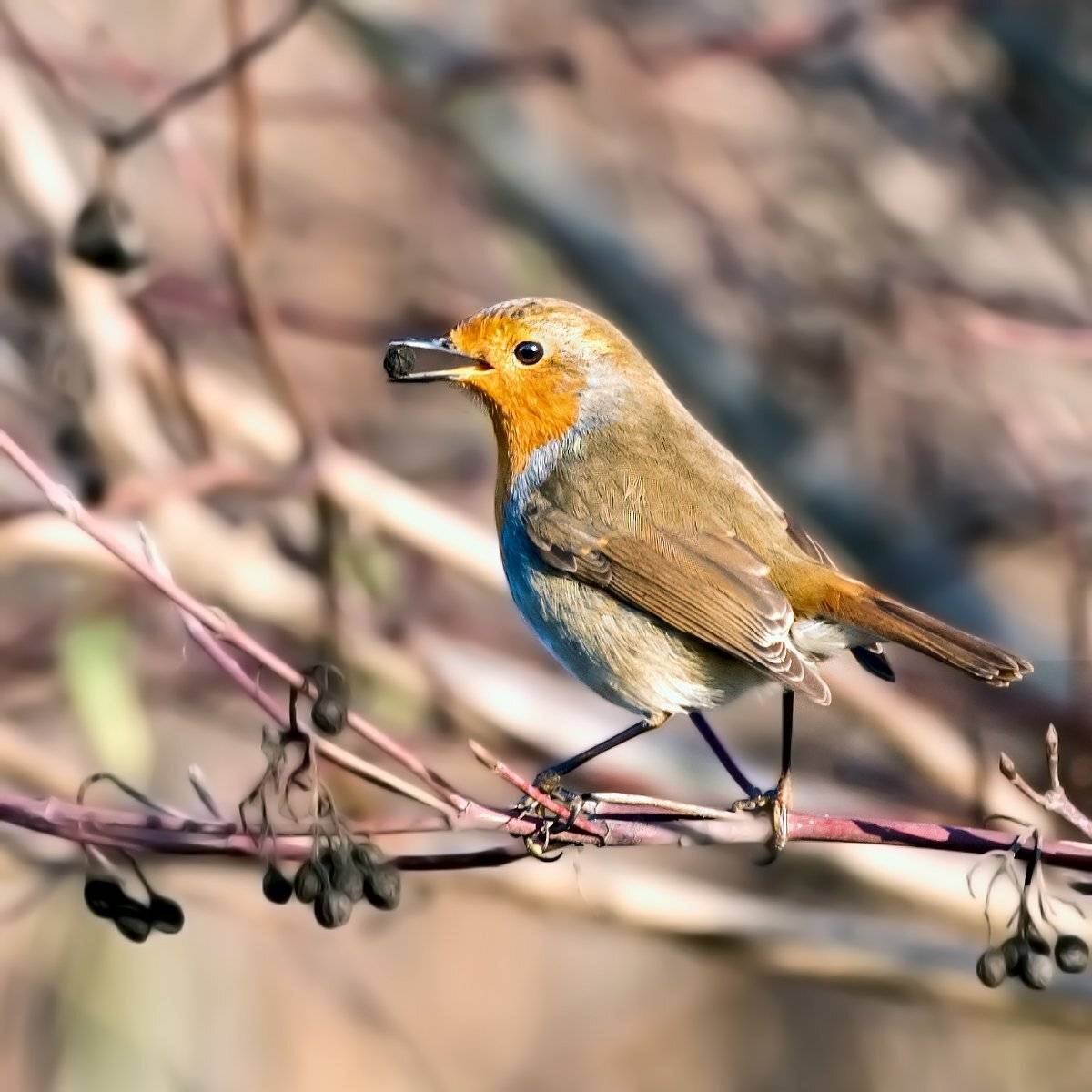 малиновка, Алексей Рыльский