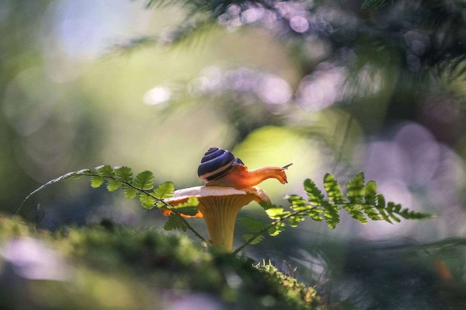 , Вячеслав Мищенко