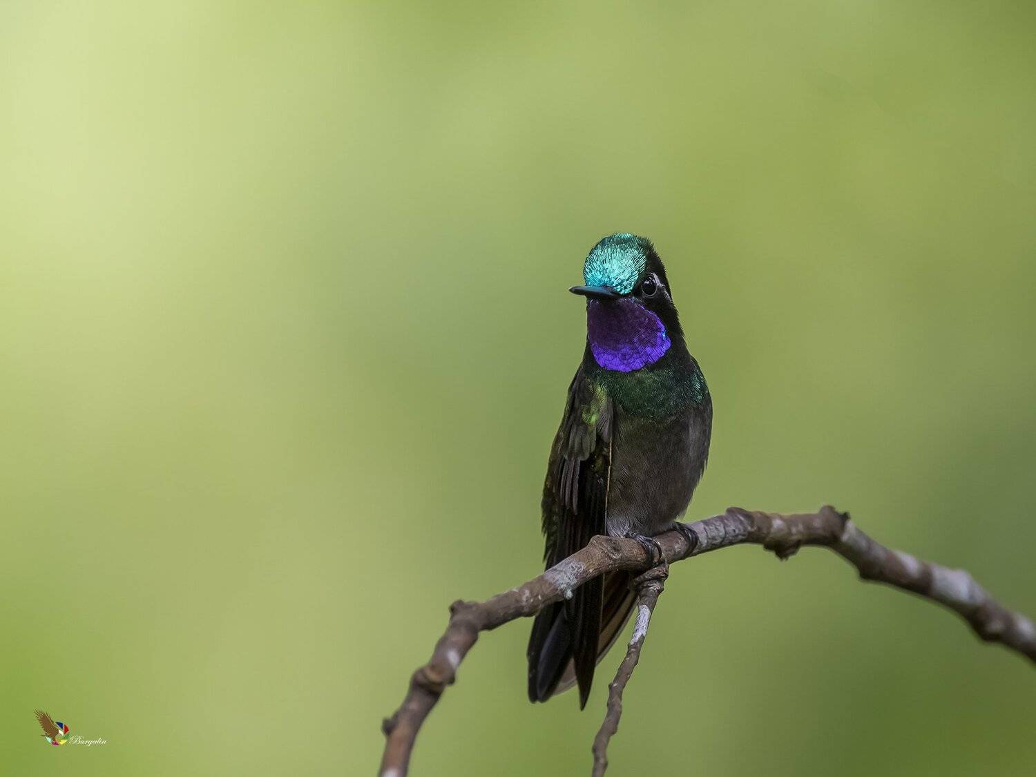 purple-throated mountain-gem, (lampornis calolaemus), colibr&iacute; monta&ntilde;es gorgimorado r-end, Fernando Burgalin Sequeira