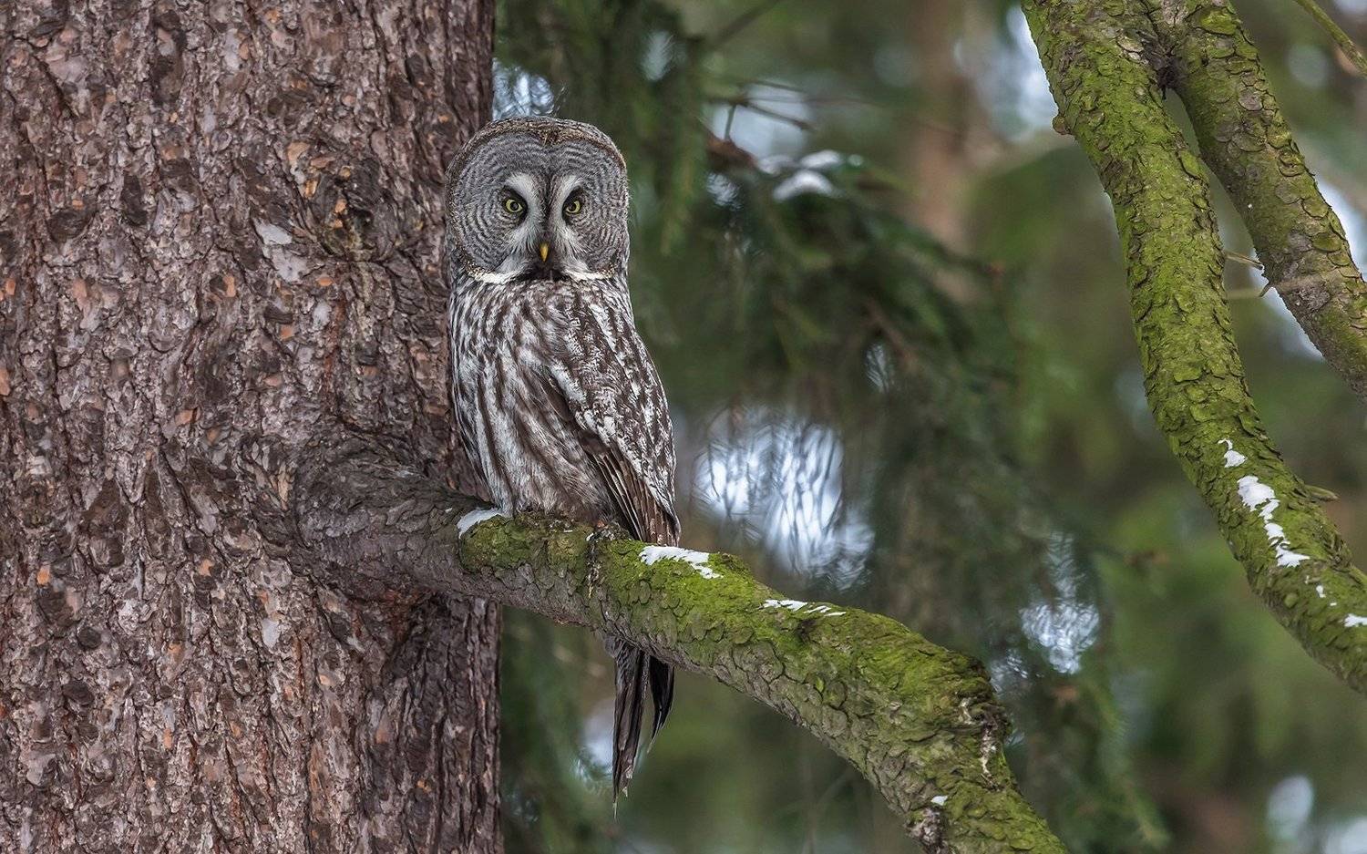неясыть, бородатая неясыть, птицы, птицы россии, орнитология, дикая природа, пение птиц, фото охота, дикая птица, дикая природа, Victor Dubinkin