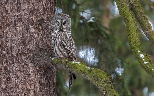 Камуфляж. Бородатая неясыть.