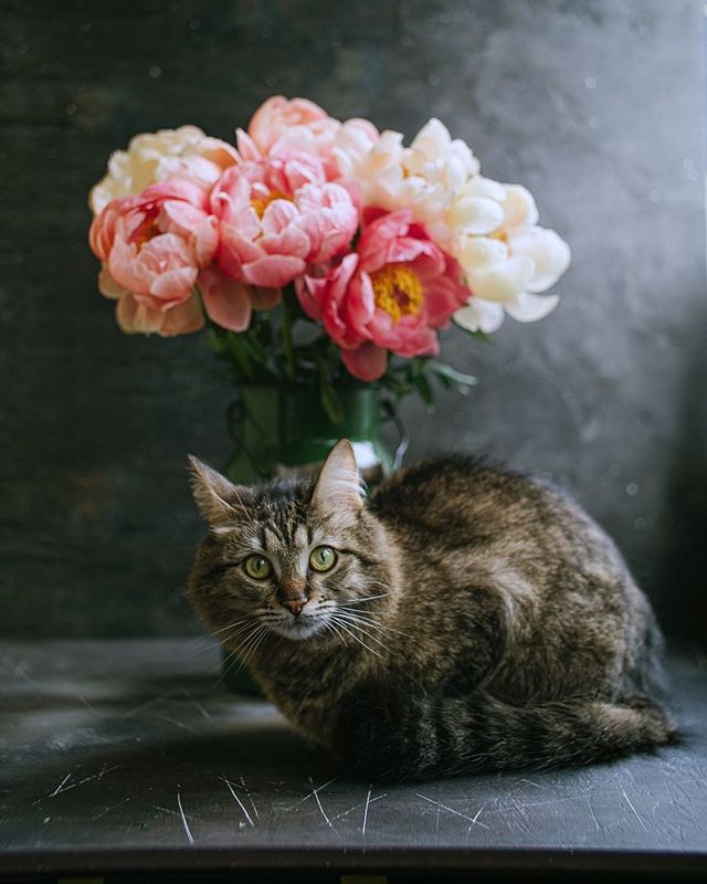 лето, пионы, свет, розовый, желтый, букет  фото превью