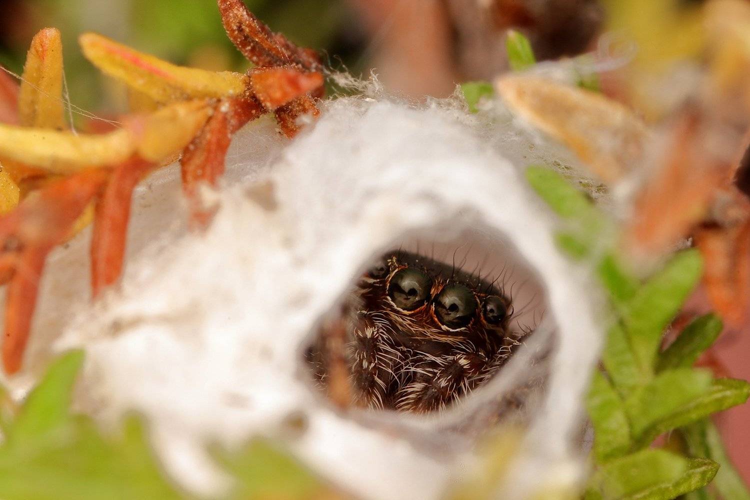 паук скакунчик, Александр Зорин