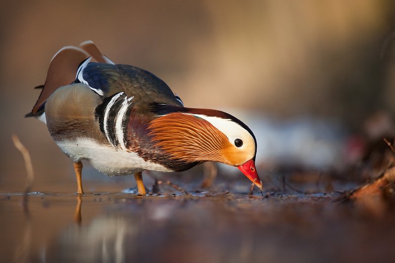 Mandarin duck фото превью