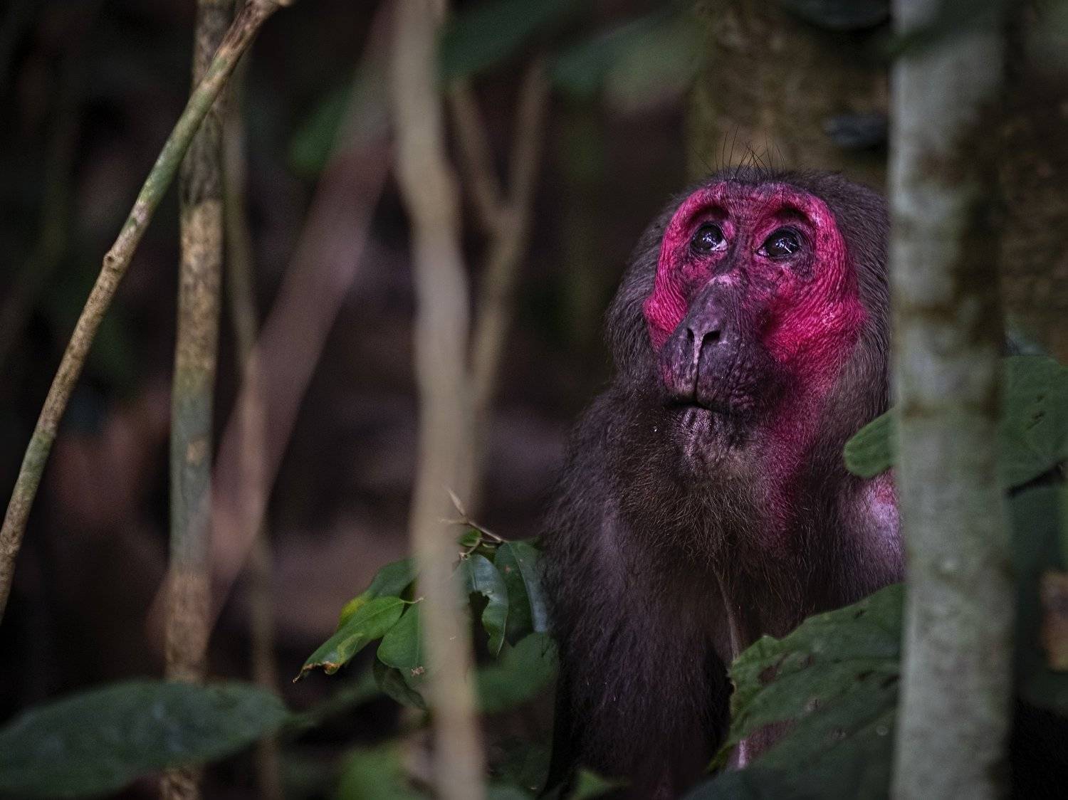 Stump-tailed Macaque, monkey, Hoollongapar Gibbon Sanctuary, Arpan Saha