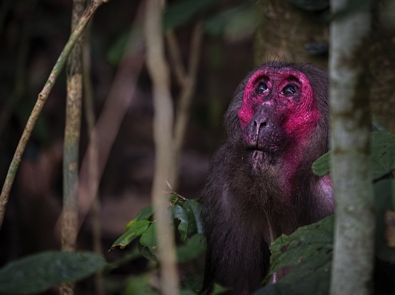 Stump-tailed Macaque, monkey, Hoollongapar Gibbon Sanctuary Watching over his Family... фото превью