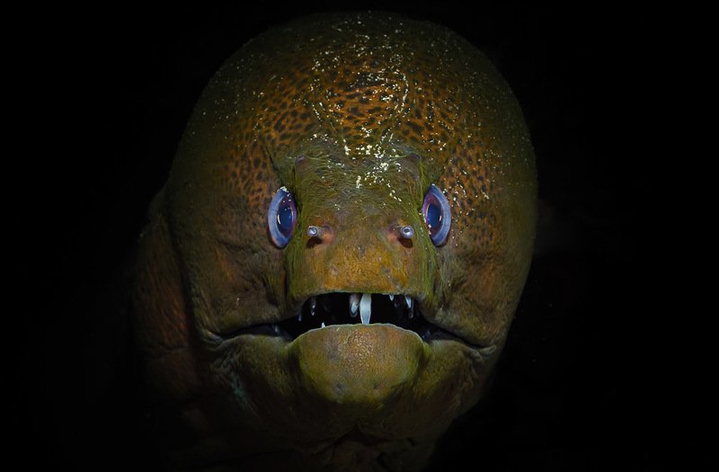 Ганнибал Лектер фото превью