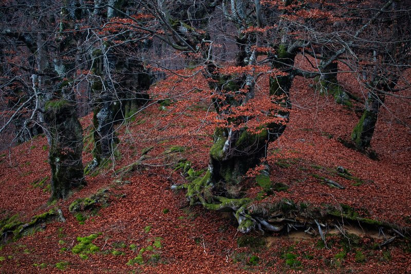 RED фото превью
