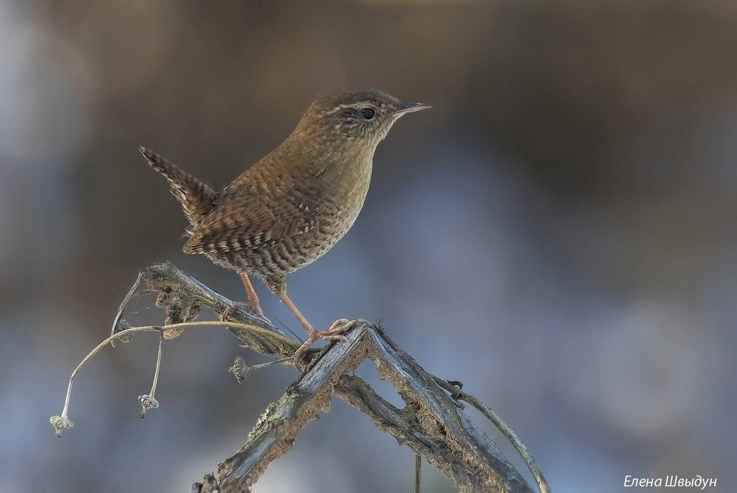 крапивник, eurasian wren, nature, birds, bird, Елена Швыдун