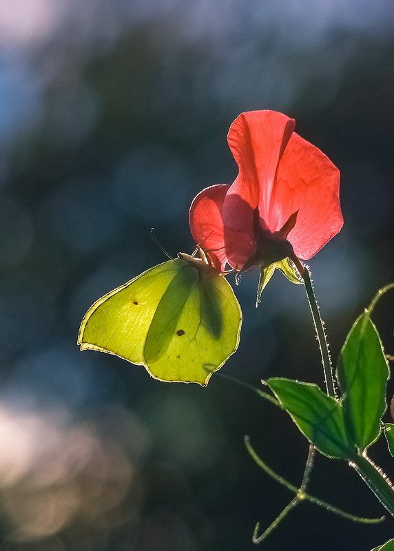 *** фото превью