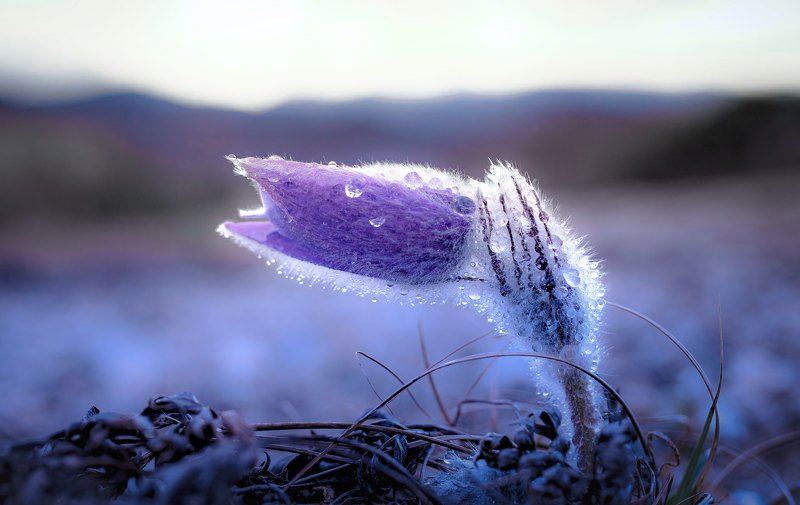 Ранней весной радуют глаз первоцветы. Одним из из них цветок по названию прострел. фото превью