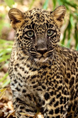 Leopard Cub