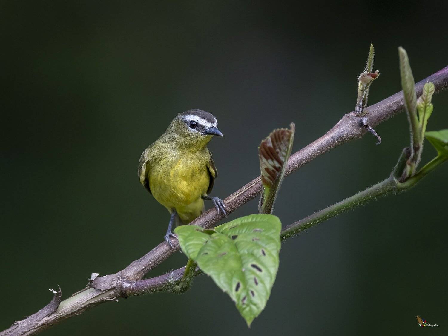 , Fernando Burgalin Sequeira