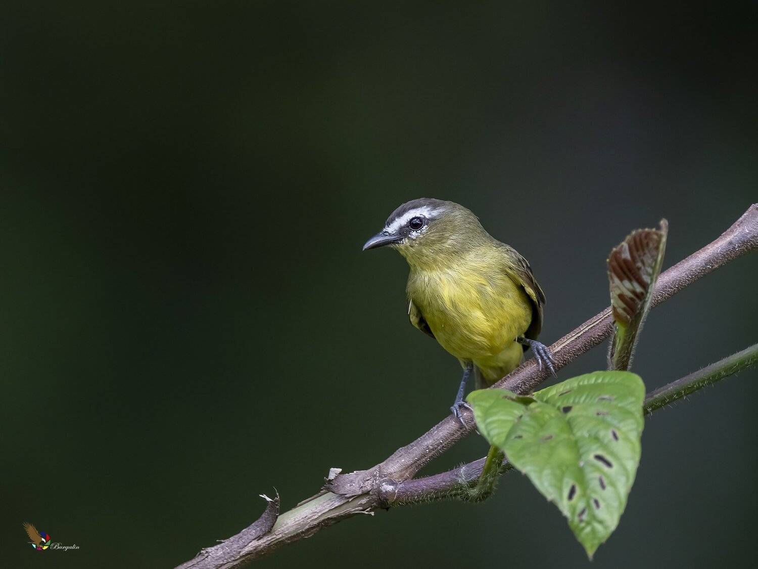 , Fernando Burgalin Sequeira