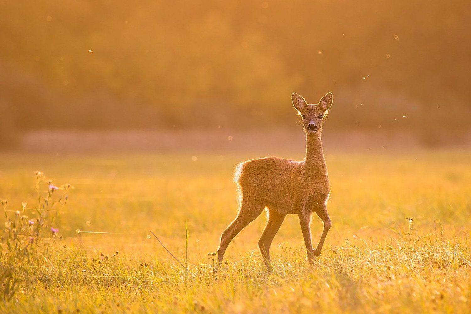, Сергей Савви