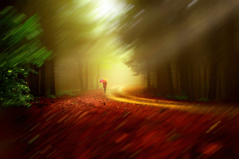 in the woods фото превью