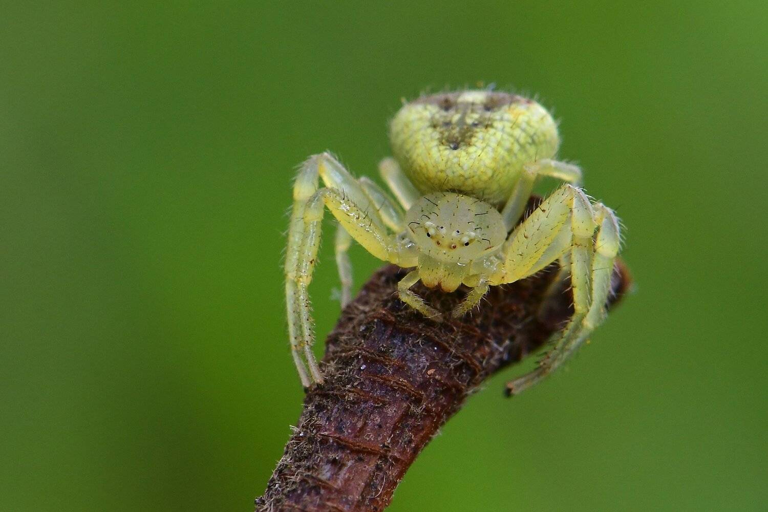 Aranha, Denis Moura, Mogi das Cruzes, Brasil, Moura Denis
