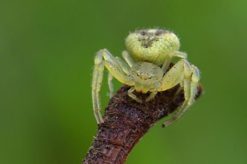 Aranha