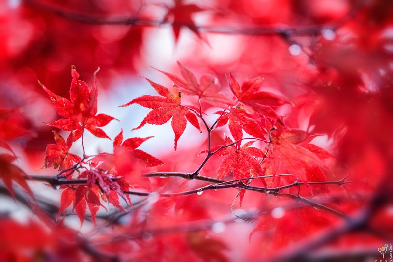 Very Red фото превью