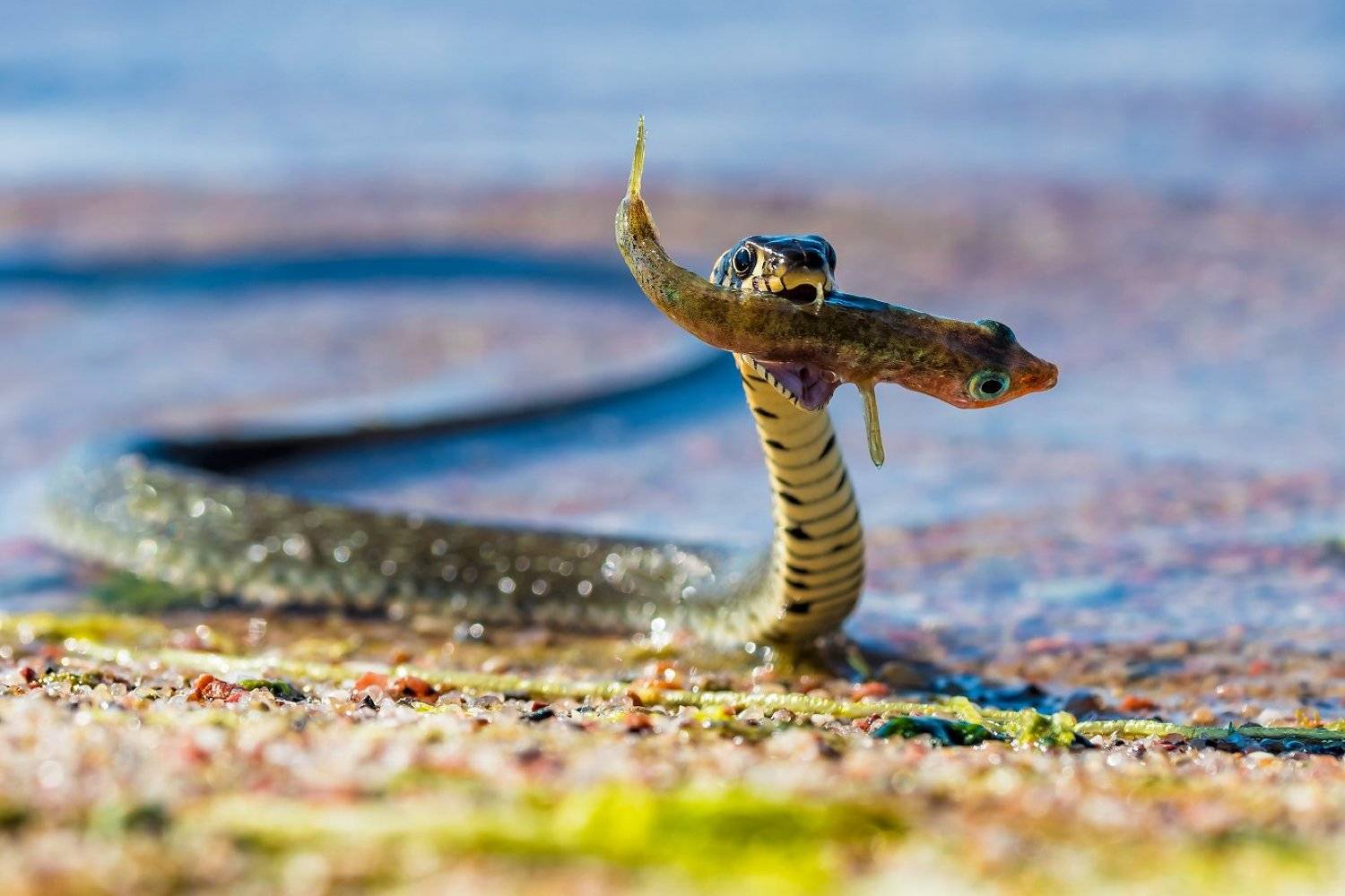 , Александр Абросимов