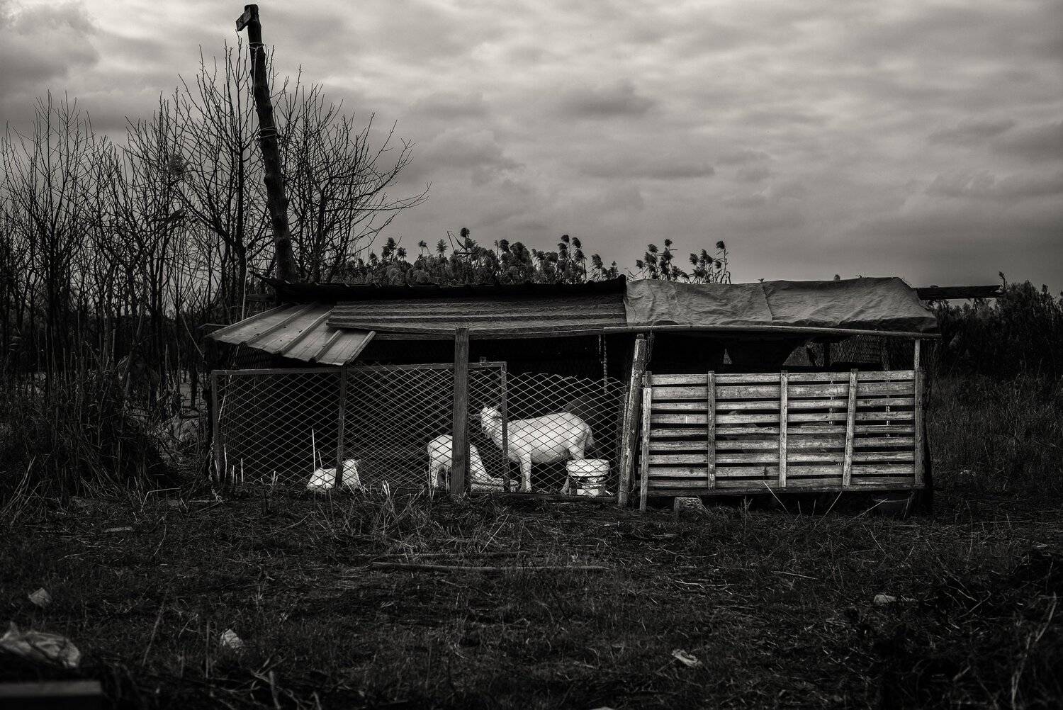 black and white , animal, yajun.hu