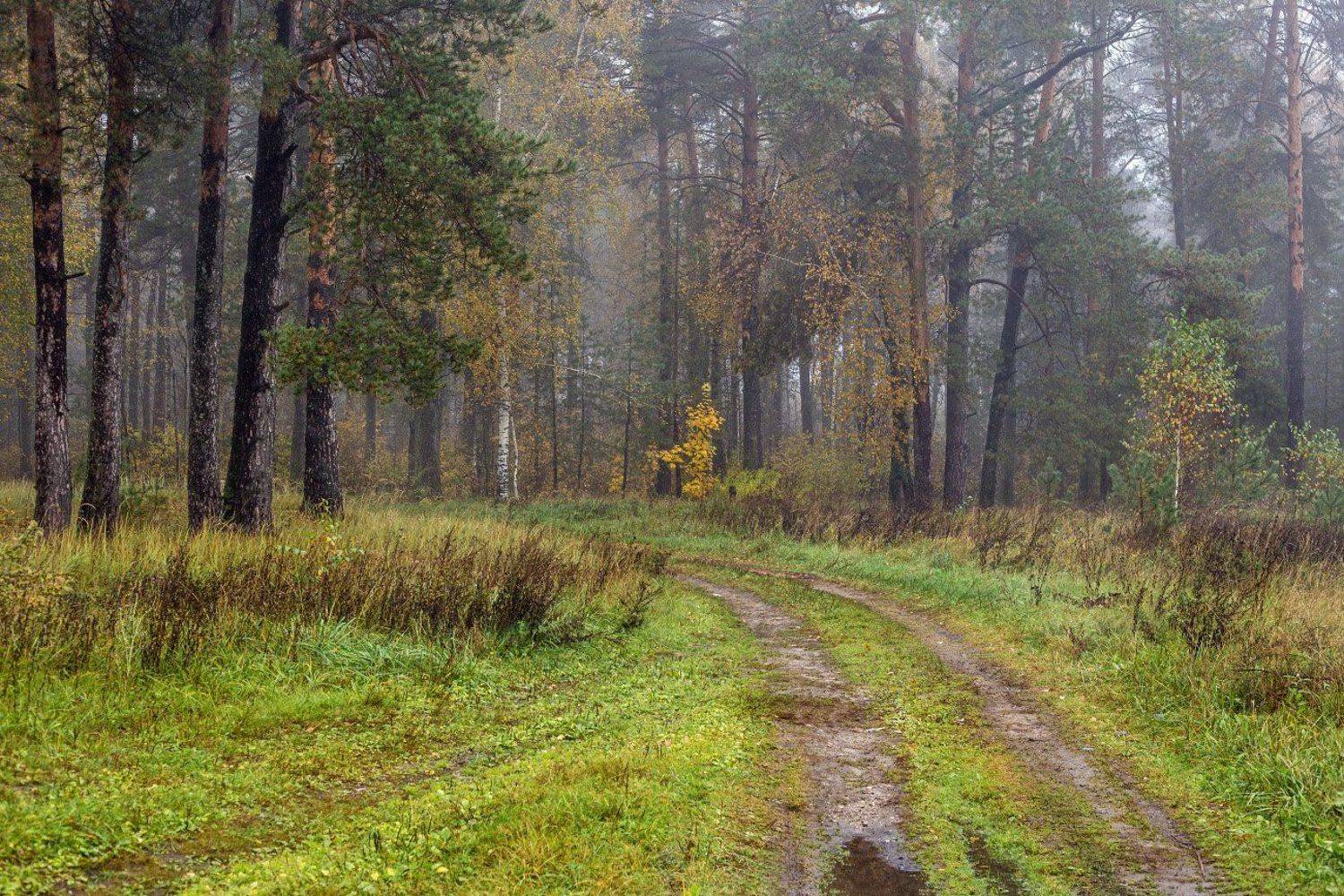осень утро туман лес дорога лужи, Дмитрий Алексеев