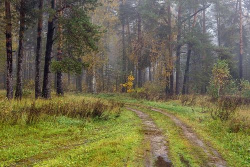 На опушке осени