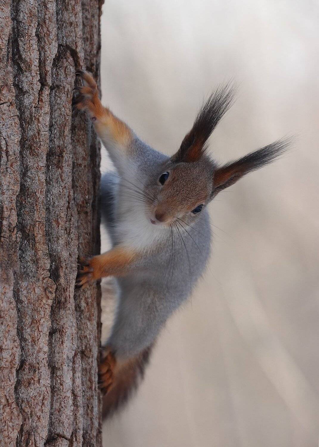 , Кузнецов Дмитрий