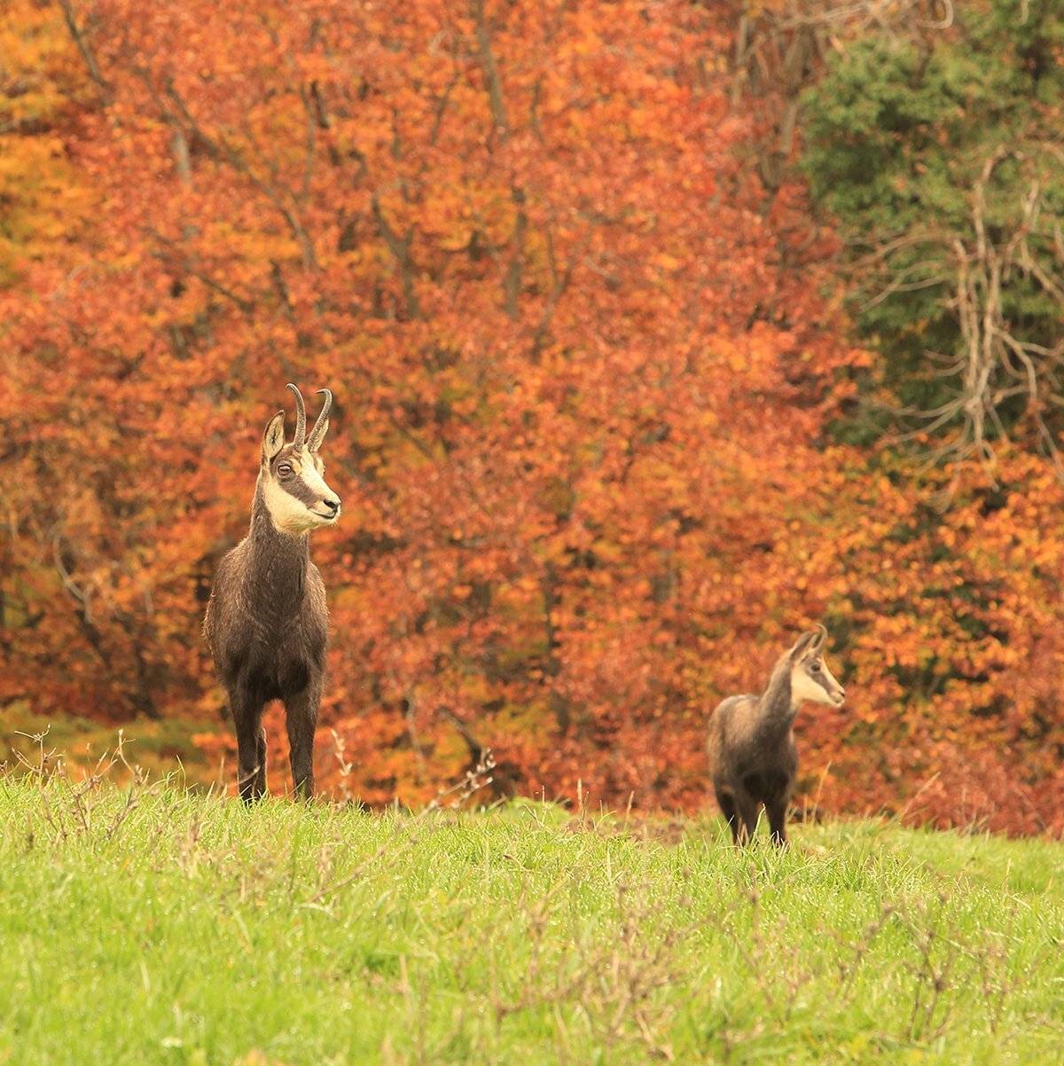 swiss, Матвеев Николай