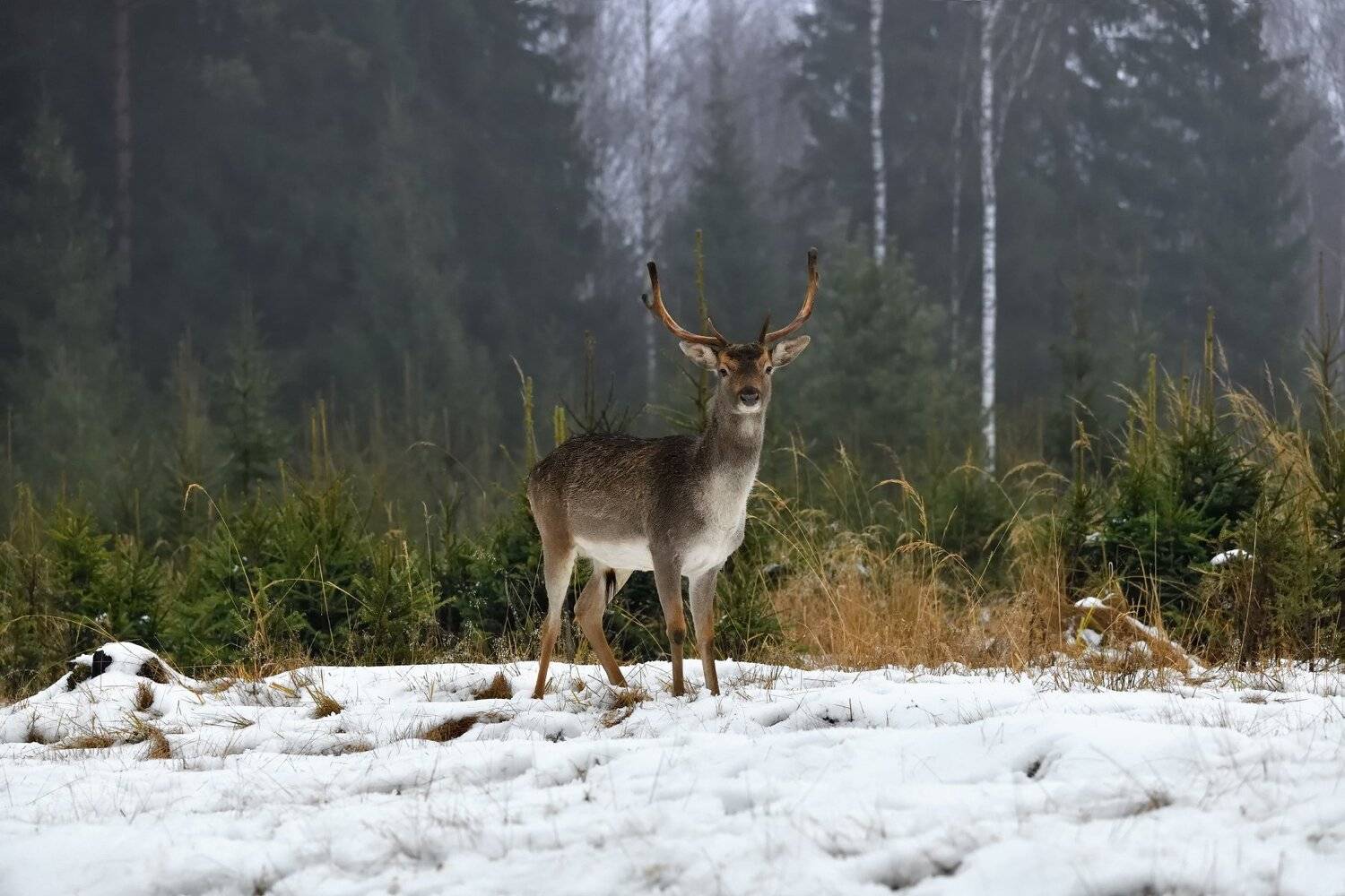 лес,живоьные,олень, Виталий Полуэктов