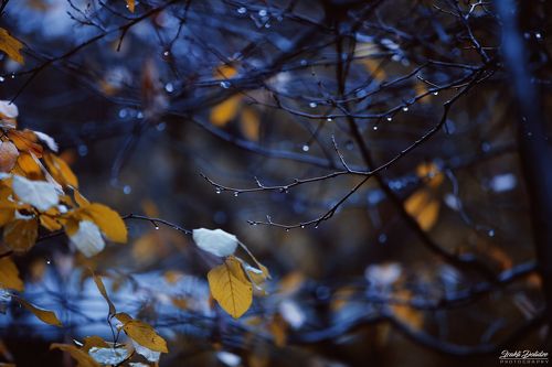Rainy morning