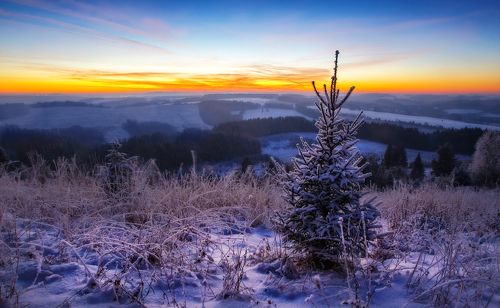 В лесу родилась елочка