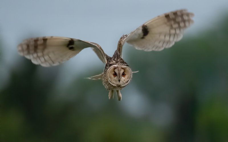 Ушастая сова (Asio otus) фото превью