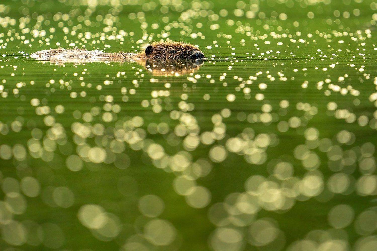 , Сергей Савви