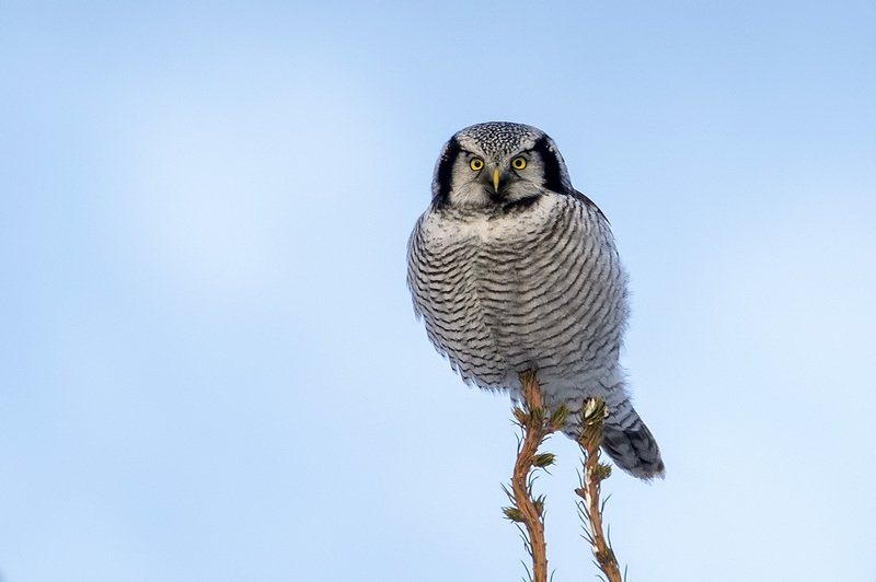 Мастер класс по маскировке в воздушный шарик фото превью