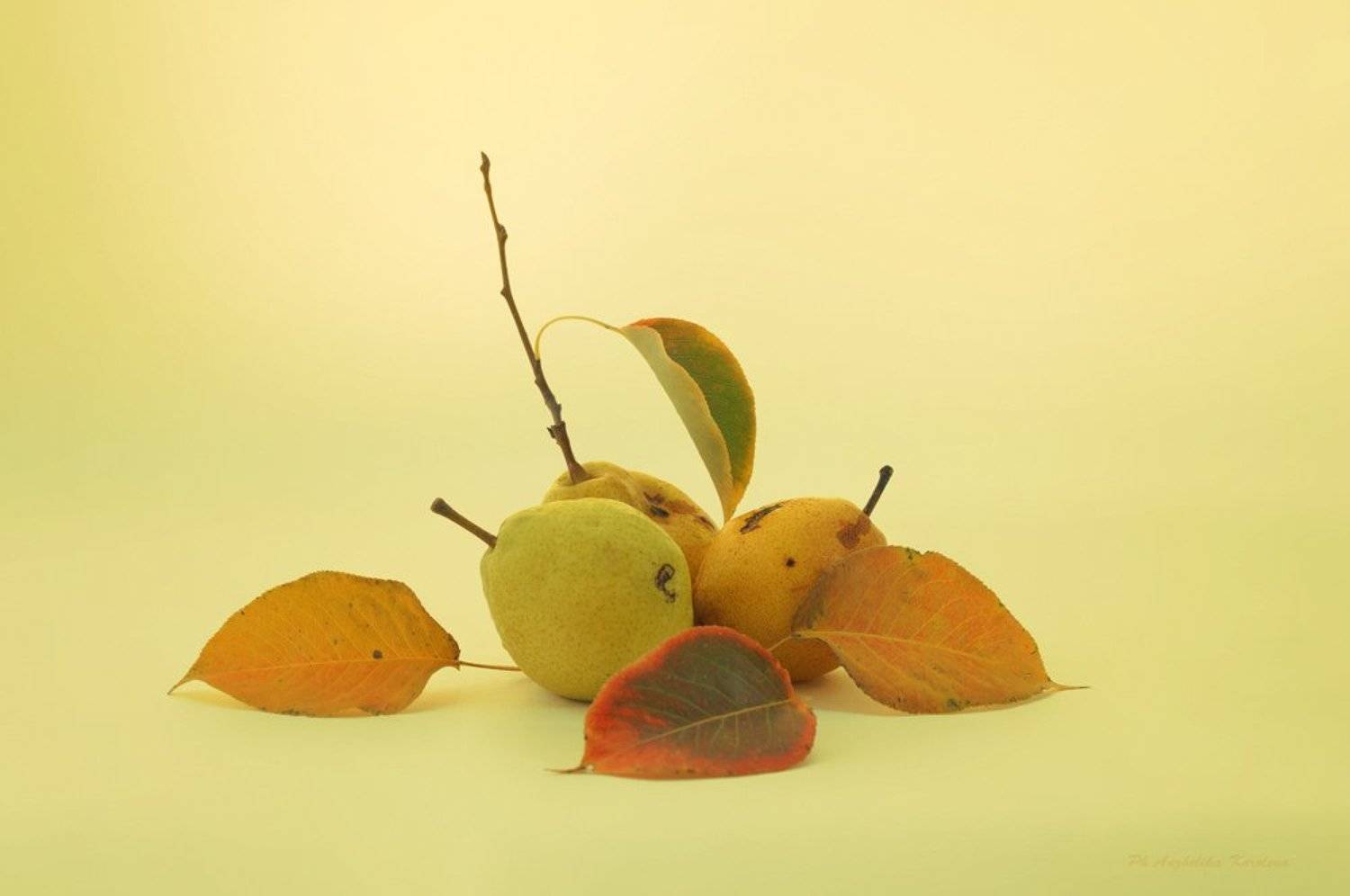 , Анжелика Королева