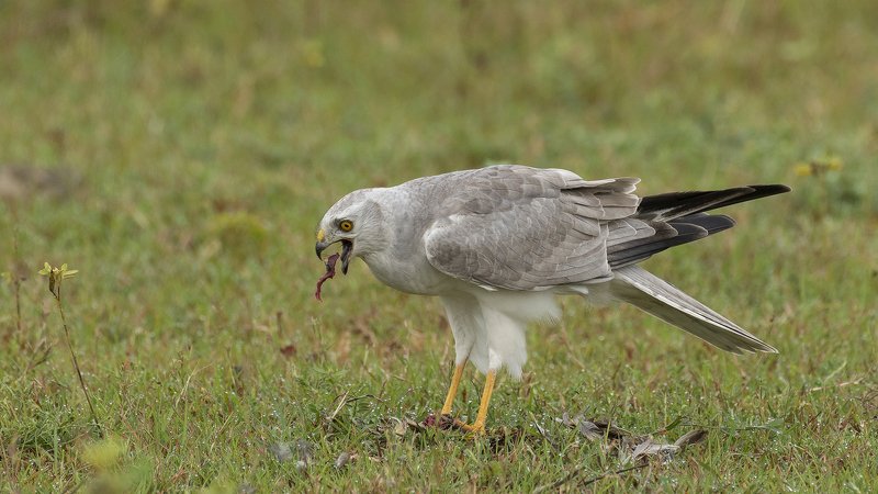 wildlife, birds, harriers Pallid Harrier фото превью