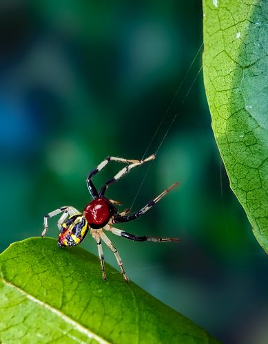 Crab spider