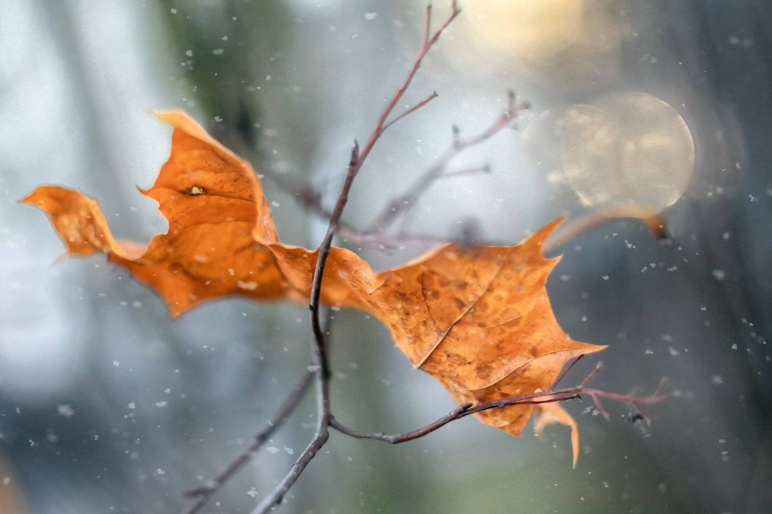 вдохновение осени, нежность ,о любви,ирина горюкина, Ирина Горюкина