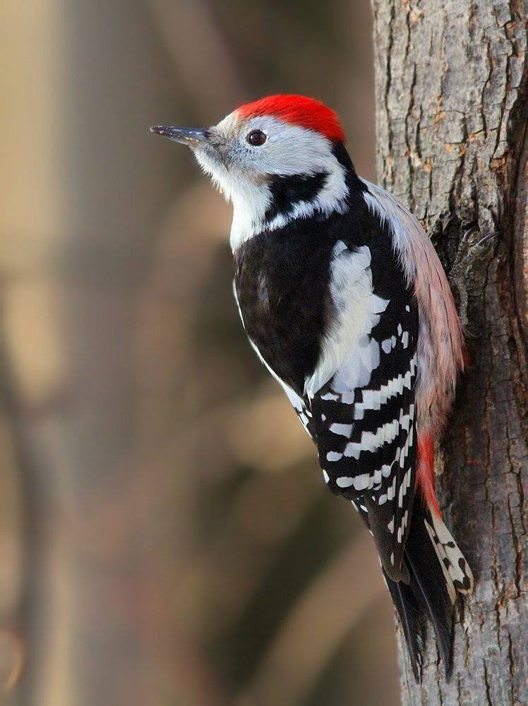 , Михаил Крюков