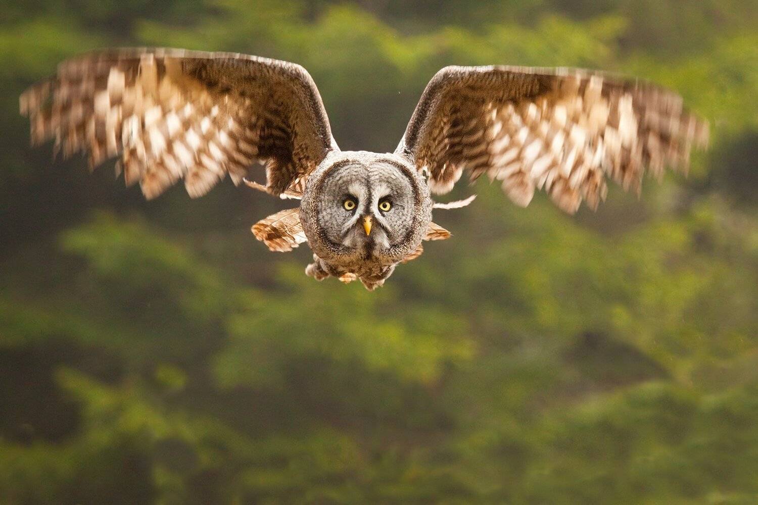 , Robert Adamec