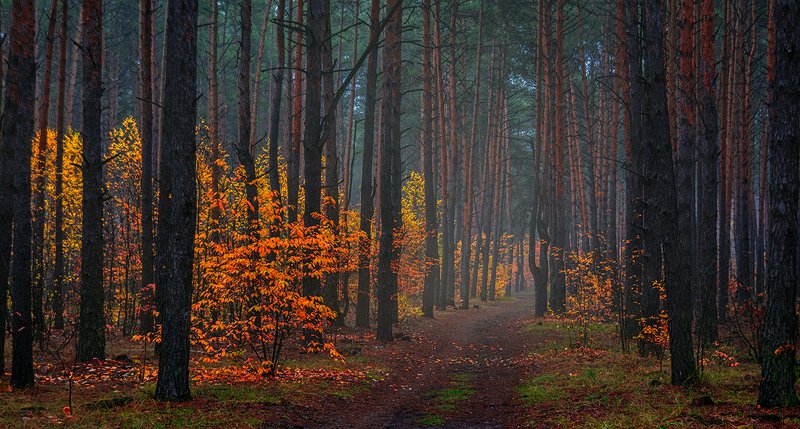 дорога в осень фото превью