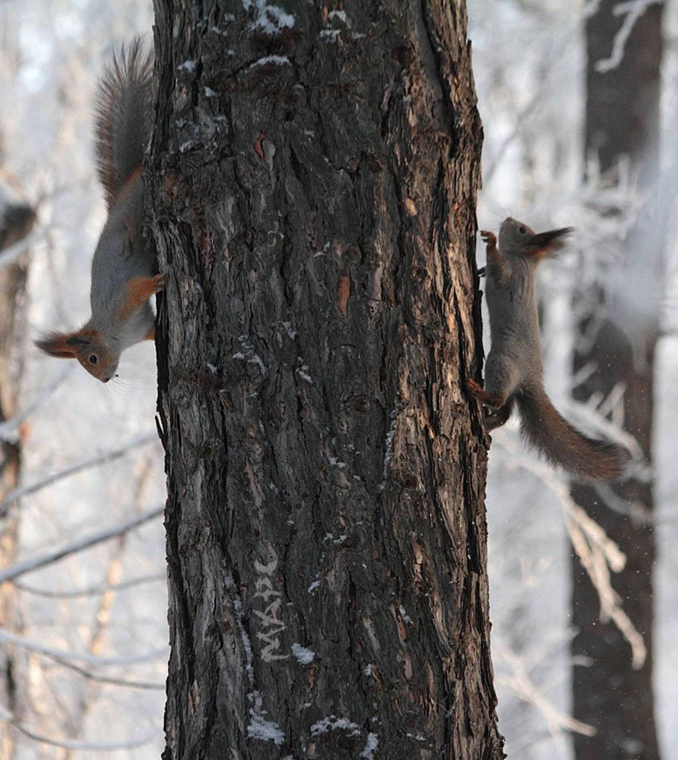 животные белки парк, Шангареев Марс