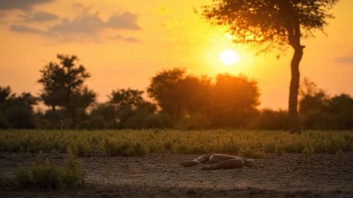 A two headed snake at Sunset