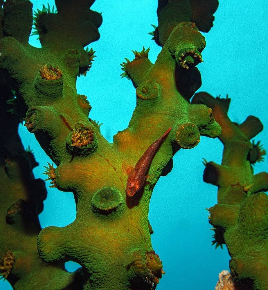 , Андрей Савин