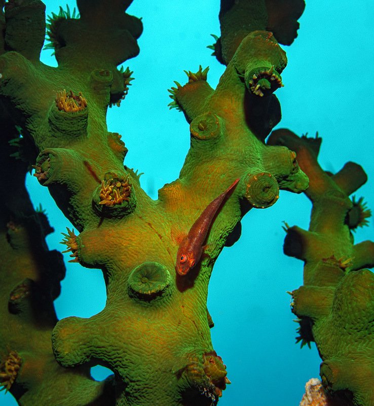 Goby on Green Tree фото превью