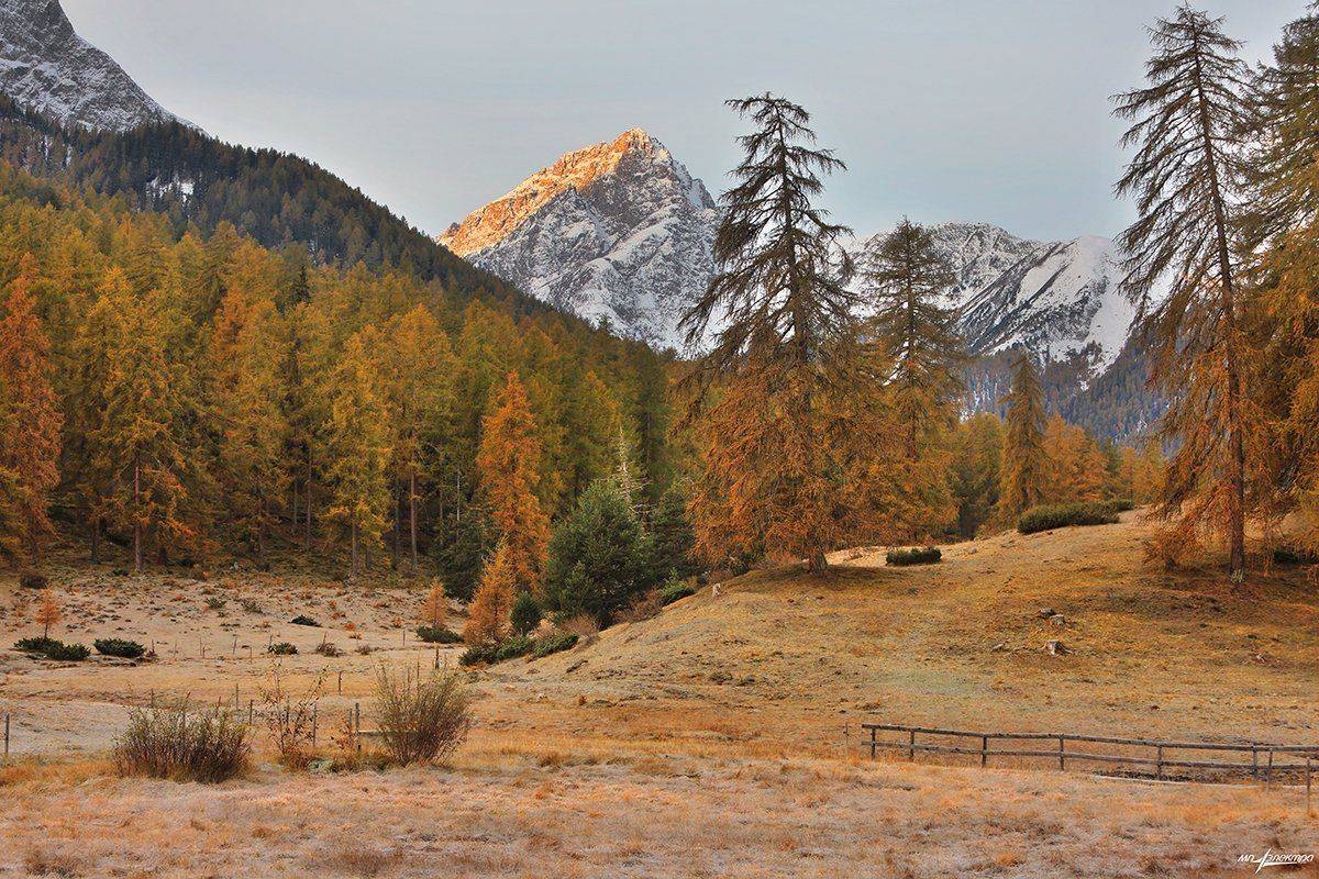 swiss, Матвеев Николай
