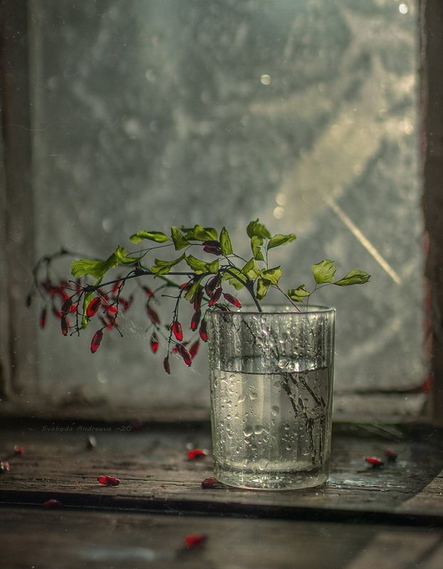 barberry* фото превью